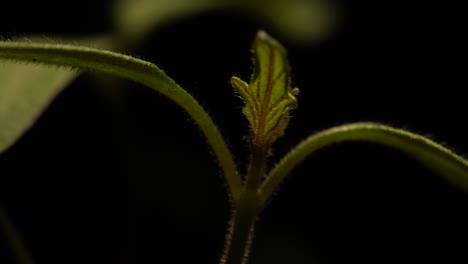 top of tomato sprout, with tiny true leaves set between cotyledons, being revealed by artificial light