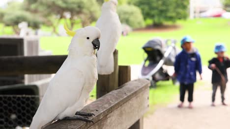 cockatoos perched, children in background, great ocean road