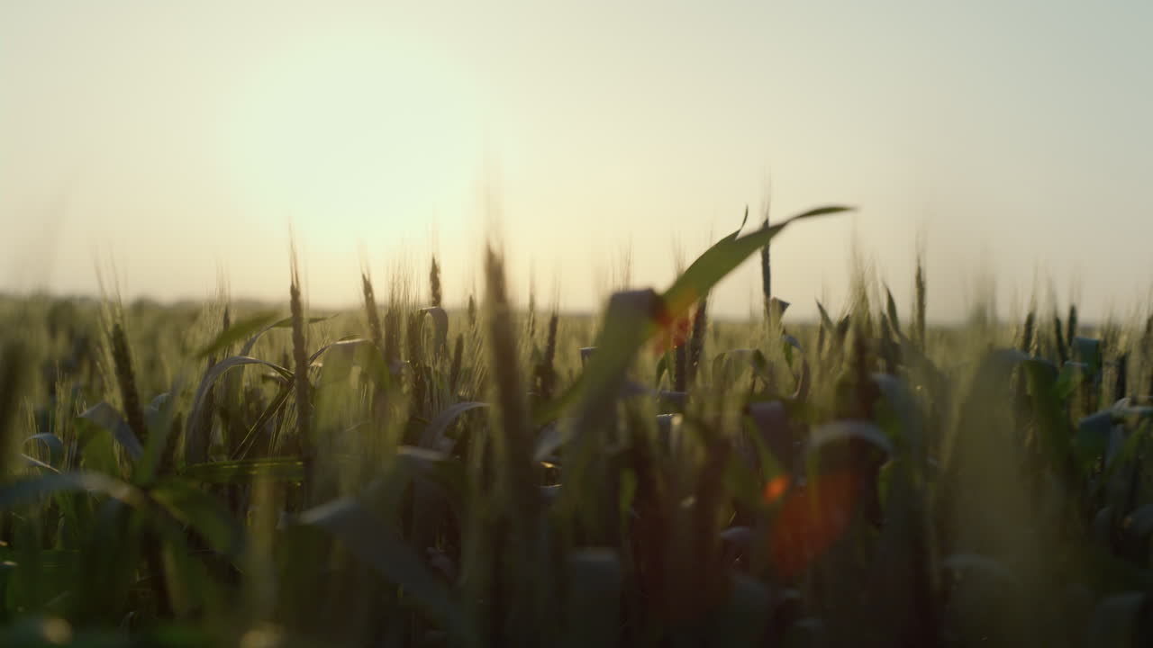 las hojas de trigo verdes crecen en el campo al atardecer. ver las espigas madurando.