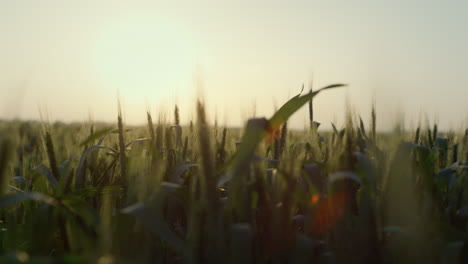 closeup green wheat leaves grow field on sunset. view ripening spikelets.