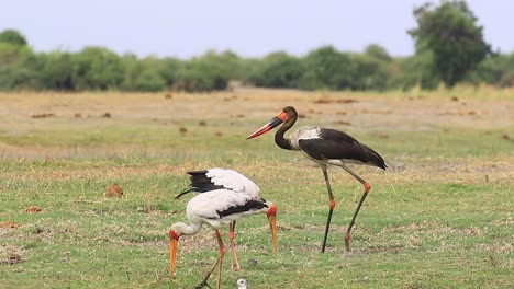 a massive african saddle-billed stork walks past yellow-billed storks