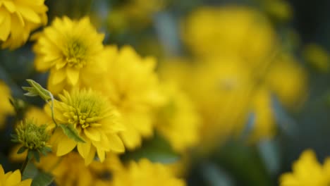 yellow flowers close up
