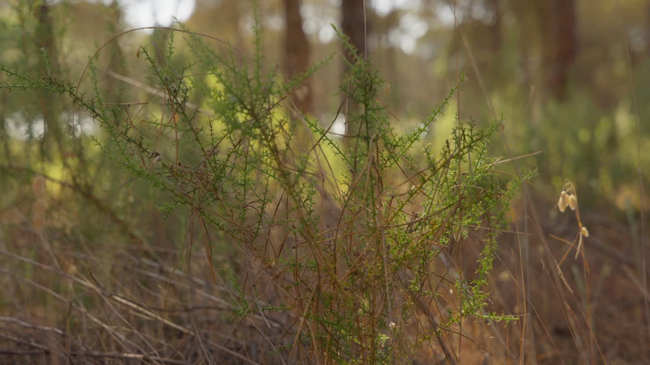 una hermosa vista cinematográfica de arbustos verdes con árboles de pino en el fondo de un bosque en una mañana soleada