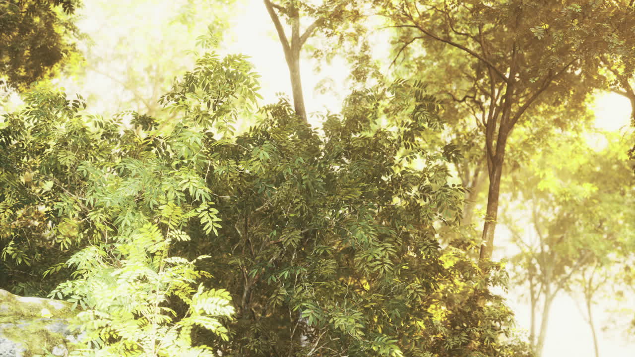 Sunlight filtering through lush green trees in a serene forest setting