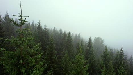 panoramic bird's eye view of a lonely forest full of mist with pine trees in the foreground