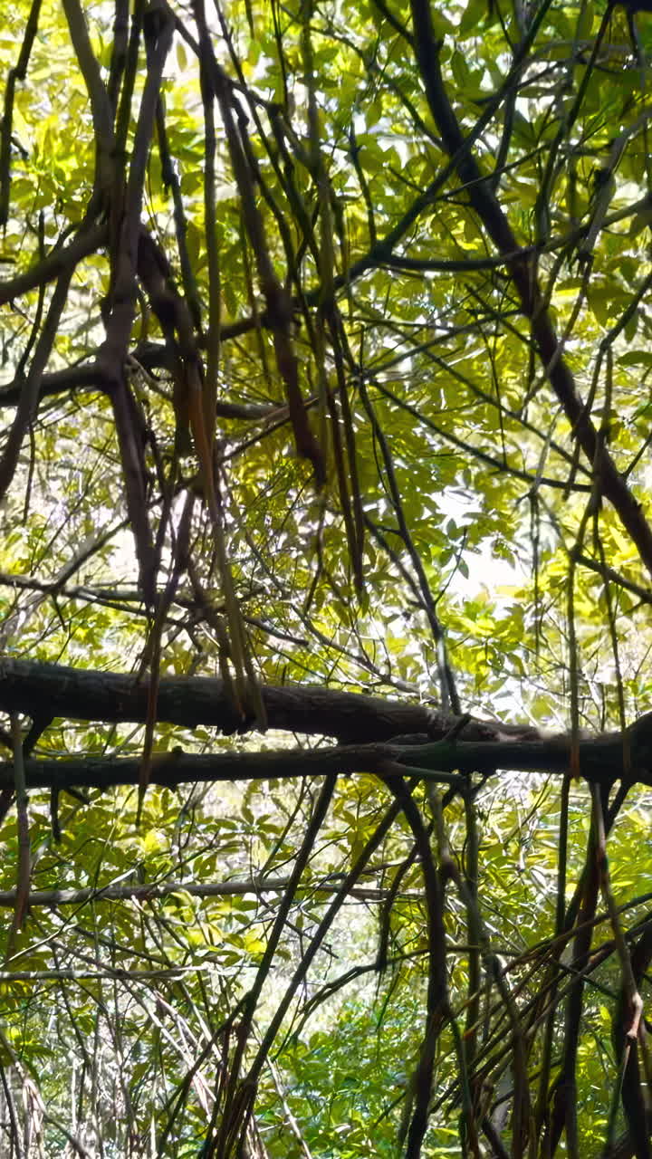 el denso dosel del bosque tropical