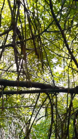 dense tropical forest canopy