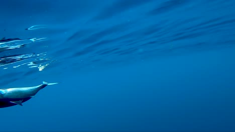 Bonita-swimming-underwater-at-san-Clemente-island