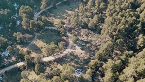 Aerial-view-of-dirt-roads-between-green-pine-forest-at-Sierra-de-Madrid