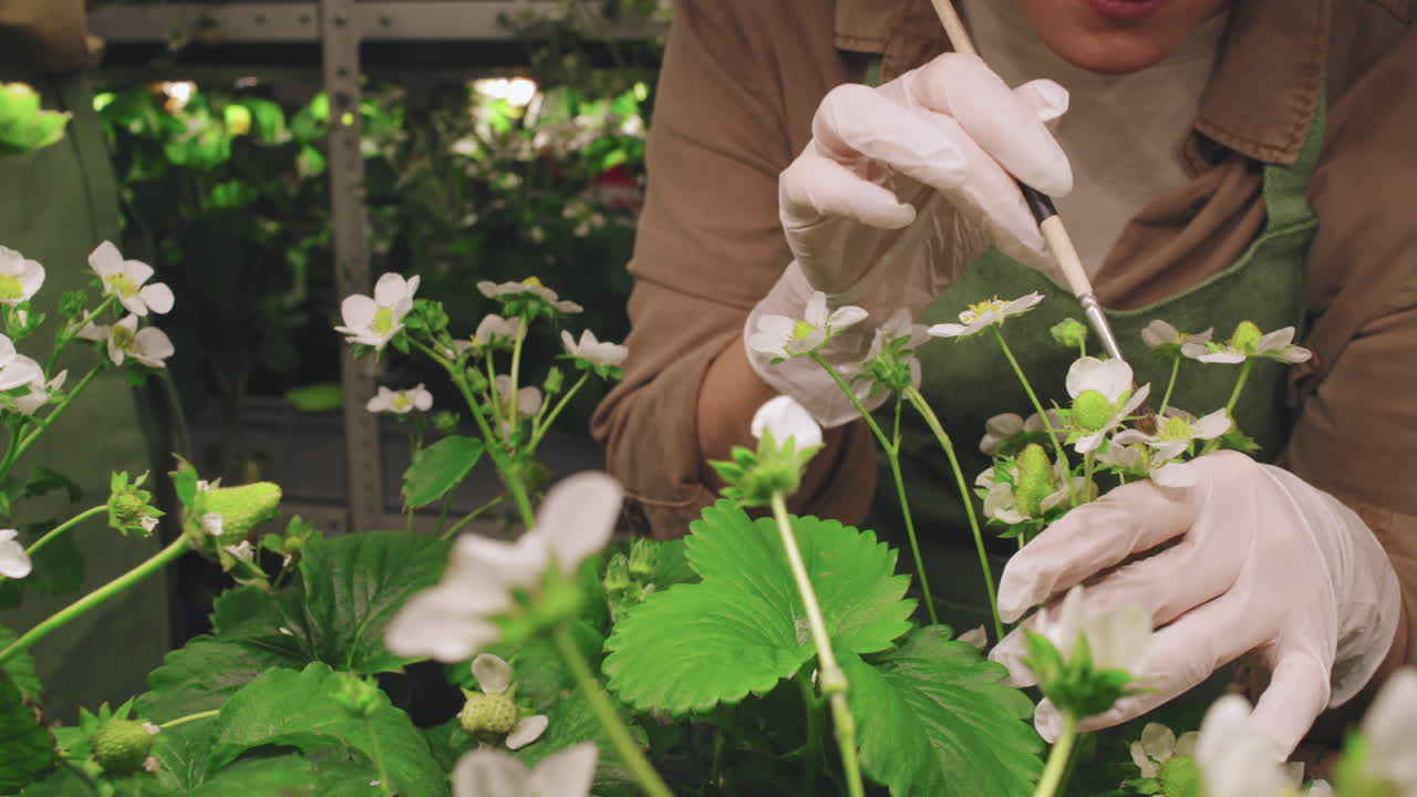 Hand Pollinating Strawberry Plants Indoors