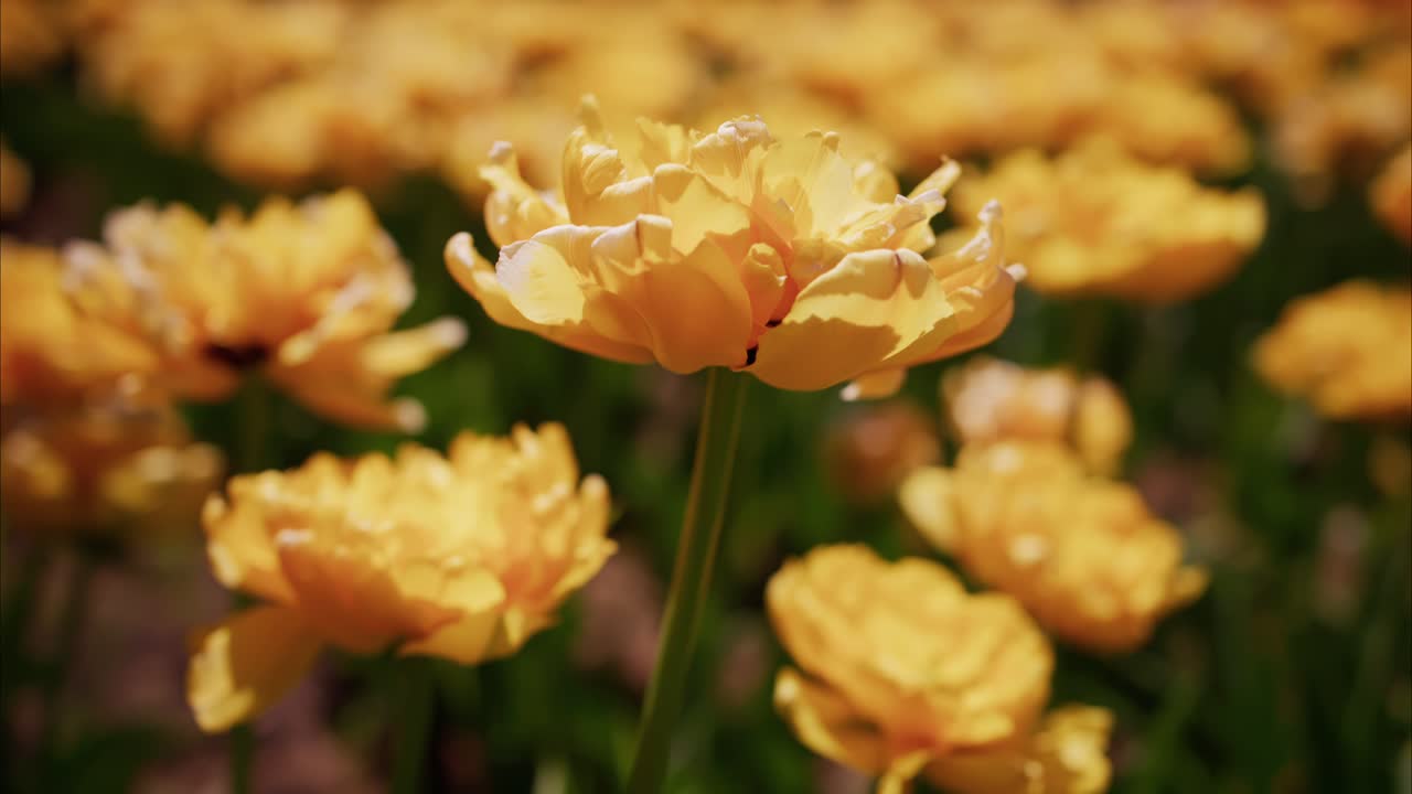 Messa a fuoco morbida su tulipani giallo vibrante in piena fioritura. La luce del sole evidenzia delicatamente i petali e gli steli verdi. Il campo si estende in uno sfondo sfocato con tonalità calde.