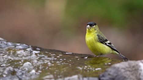 Kleinerer-Stieglitz-Trinkt-Wasser-Aus-Einem-Brunnen