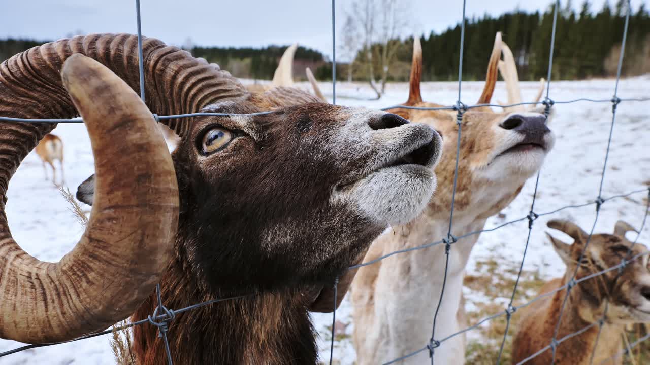 Mouflon, deer lean toward hand offering carrot in icy winter rural scene, Latvia