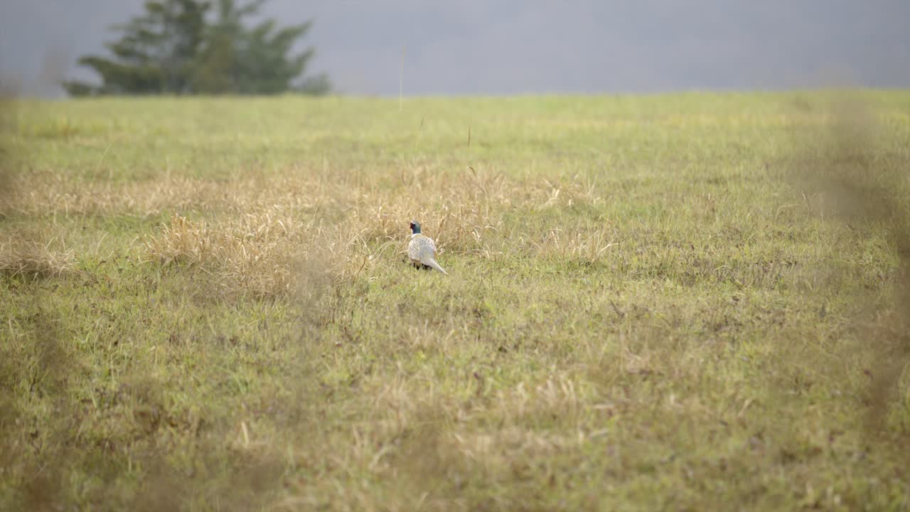 풀 에서 고 있는 비둘기