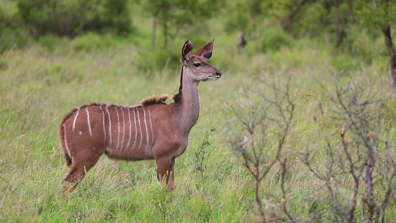 toma amplia de un antílope kudu hembra alerta en la exuberante hierba verde antes de caminar, parque nacional kruger