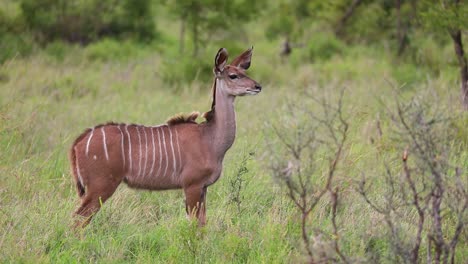 wide shot of a female kudu antelope standing alert in the lush green grass before walking off, kruger national park