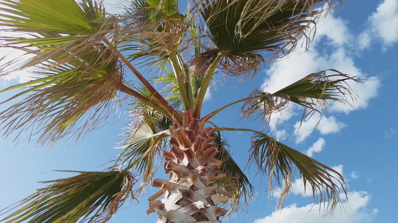 A perspective of a date tree set against an expansive azure sky, captured in high detail on a brilliant sunshine-filled day