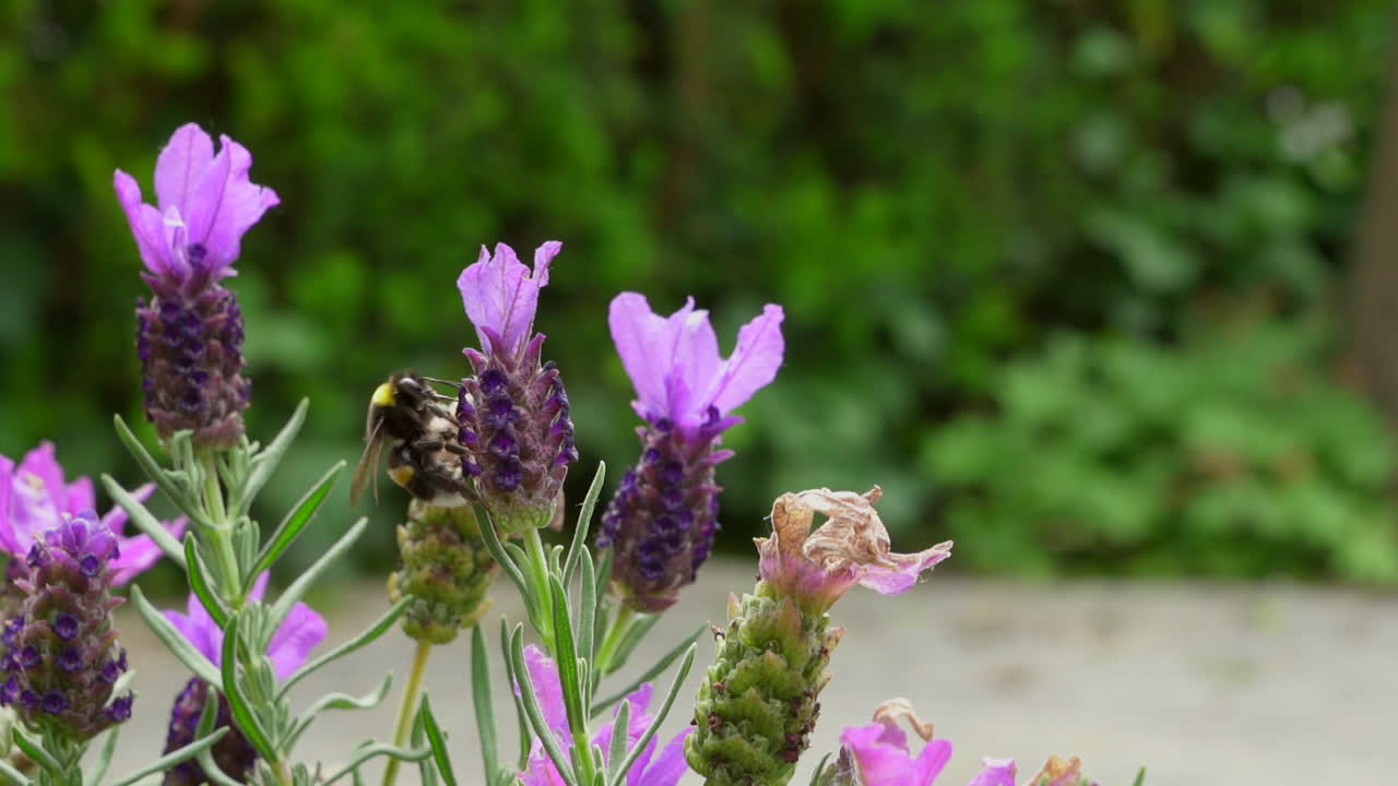 Bumblebee collecting nectar from lavender and flying away