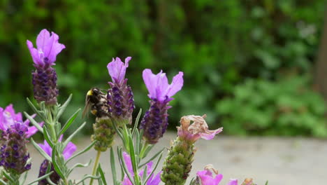 bumblebee collecting nectar from lavender and flying away