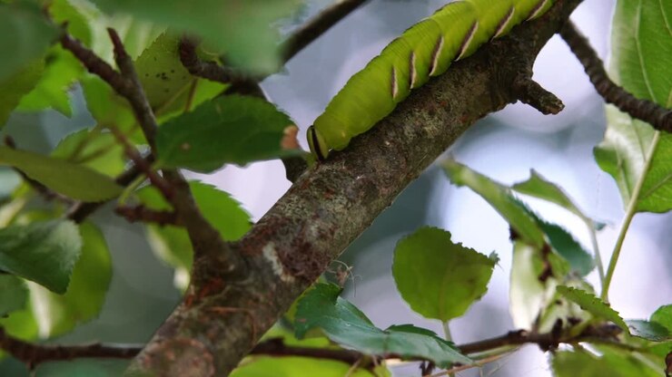 Slow motion clip of a Privet hawk moth caterpillar slowly crawling along the branch of a tree