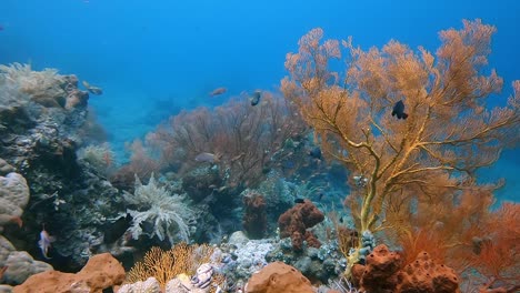 different species of tropical fish swimming around sea fans on a healthy coral reef