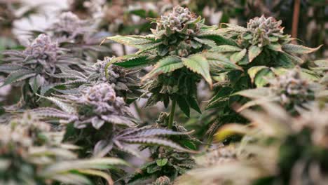 shot of a cannabis plants growing in a grow tent during flowering stage