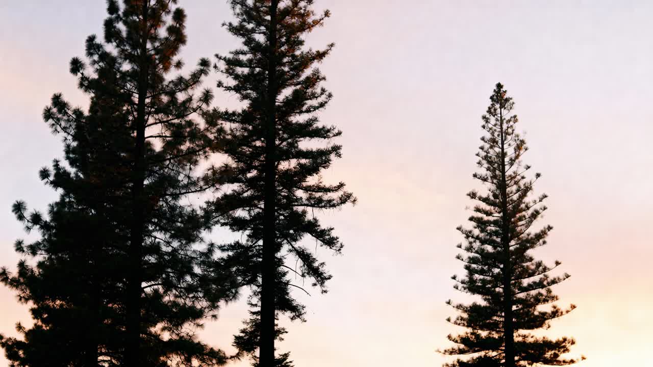 Swaying three tall pine trees at stand edge while sunrise light shifting indicating time passing