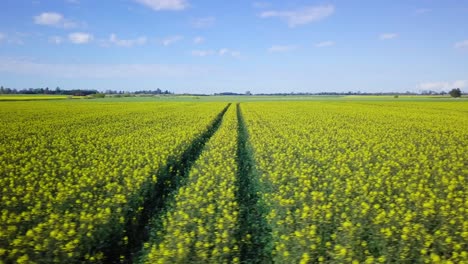 Aerial-flyover-blooming-rapeseed-field,-flying-over-yellow-canola-flowers,-idyllic-farmer-landscape,-beautiful-nature-background,-sunny-spring-day,-drone-dolly-shot-moving-right