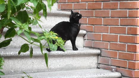 black cat sitting on stairs