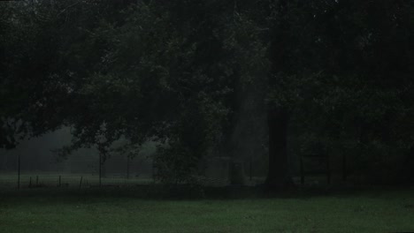 big tree with lots of branches gets blown around in the wind during a strong hurricane storm with lots of rain in the country