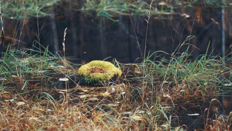 a swampy terrain with puddles of still dark water surrounded by tufts of grass and moss