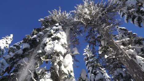 Camera-looking-up-as-snow-blows-off-tree-branches-on-sunny-winter-day