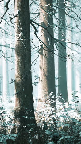 winter forest scene