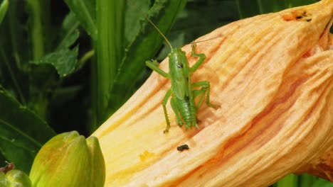 saltamontes verdes manchados en una flor - tiro macro