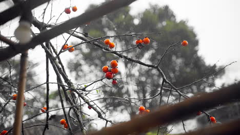 morning drizzle rainfall gracefully drenching a persimmon tree