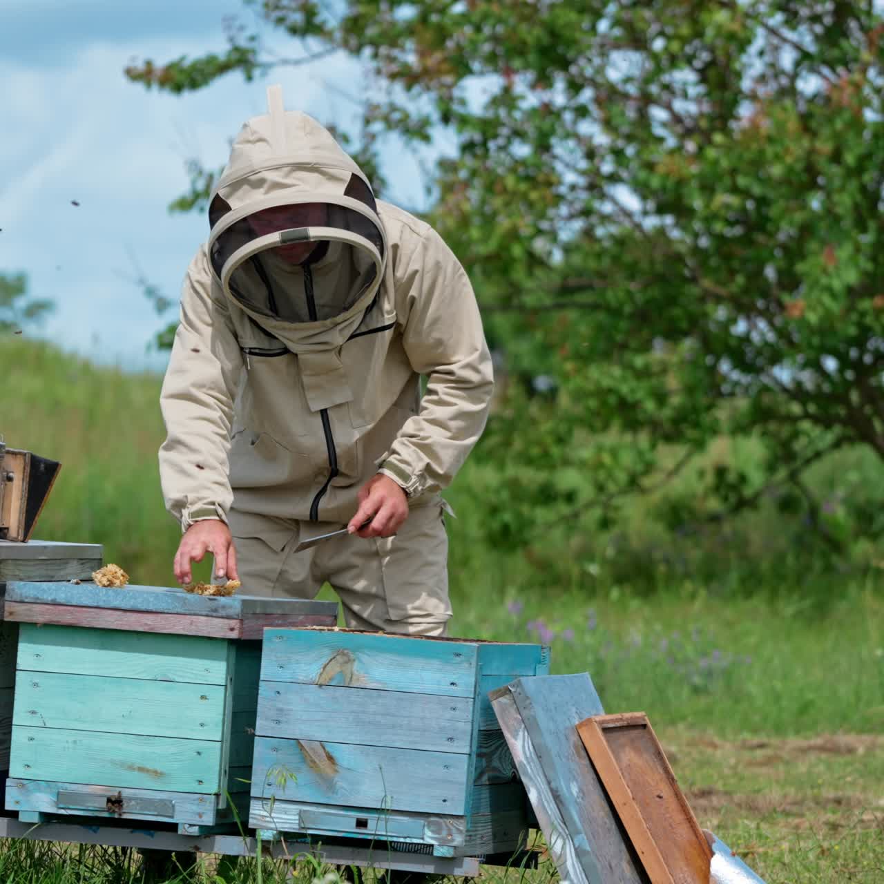 Apiarist in protective outfit using the metal tool to gather the extra wax from frames. Beekeeper taking care of his farm. Nature green backdrop