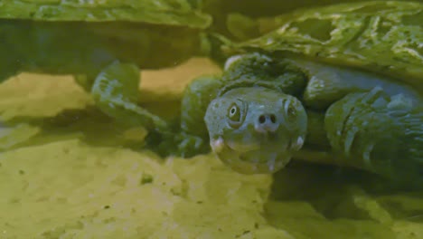 primer plano submarino de la tortuga del río mary en un tanque de agua de pantano transparente