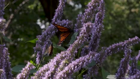 honey bees crawl on purple butterfly bush flowers in slow motion as monarch butterflies flap their wings in green summer garden