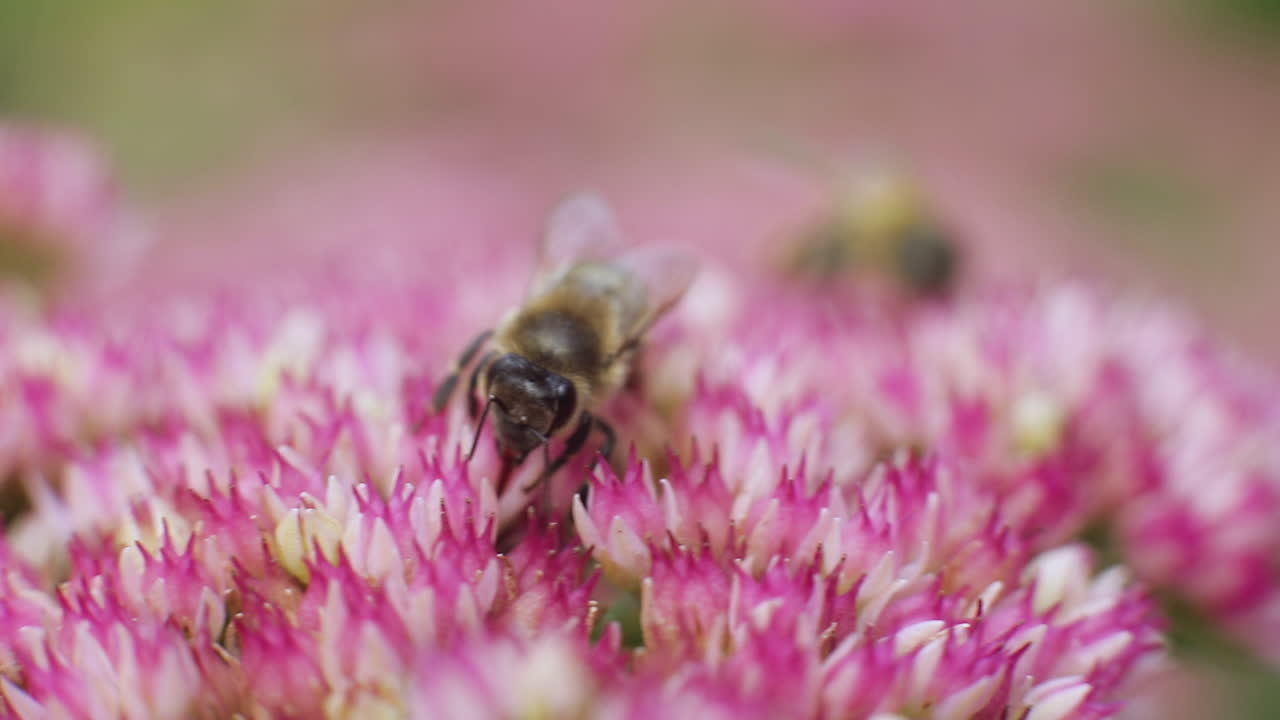 Honey bees collect nectar from pink flowers in garden, close up shot