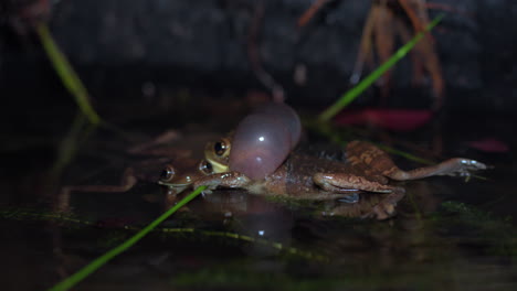 low-angle shot of a frog croaking trying to mate with a female frog at night