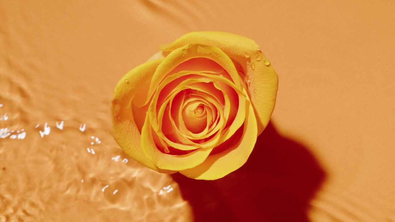 Yellow Rose in Water
