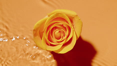 yellow rose in water