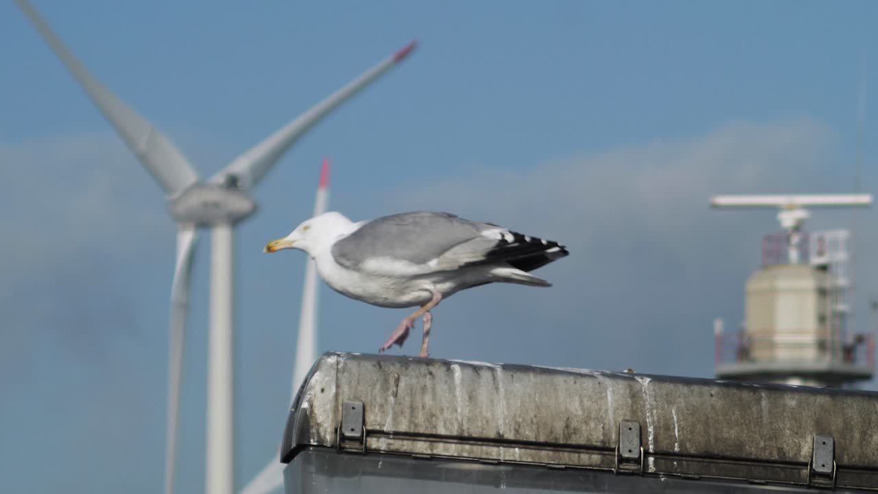 A seagull takes flight from a weathered street light, with wind turbines and a spinning marine radar in the background