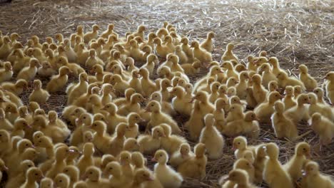 cute yellow ducklings