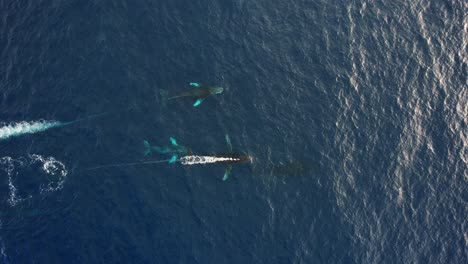 Vista-Aérea-Sobre-Un-Grupo-De-Ballenas-Jorobadas,-En-Baja-California,-México---De-Arriba-Hacia-Abajo,-Disparo-De-Drones