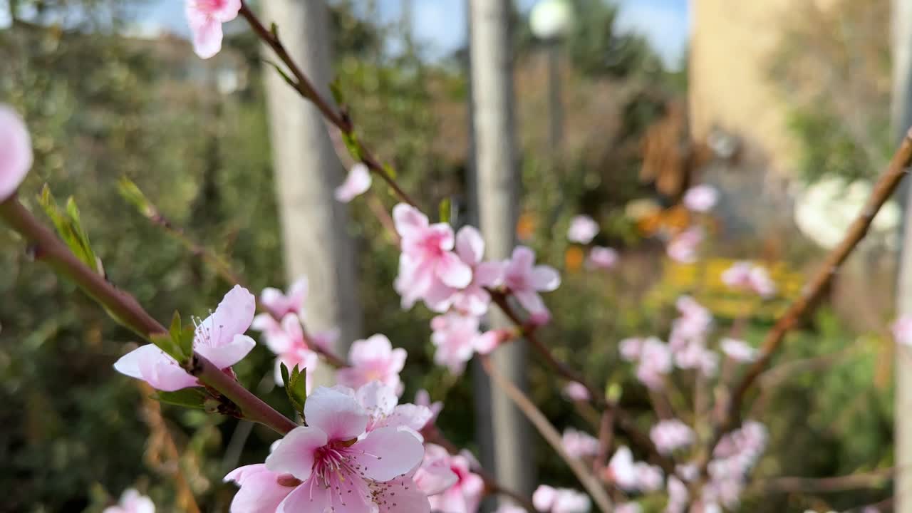Pink cherry blossom sakura blooming flower on tree branch Japan Tehran Iran travel Asia beautiful spring season sunny day peaceful morning symbolic peace nature background urban park outdoor activity