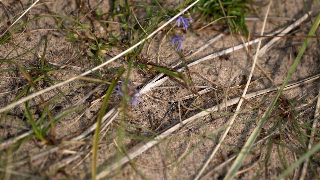 Top-down macro shot of ants (Formicidae) scurrying across the forest floor in Sweden, with a small Calluna vulgaris (common heather) flower visible.