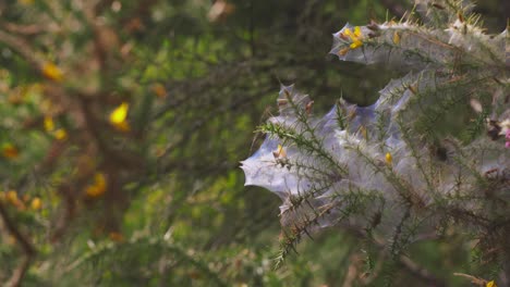 Imágenes-De-Primer-Plano-De-Flores-Envueltas-En-Telarañas-En-Un-Bosque-En-Devon,-Inglaterra