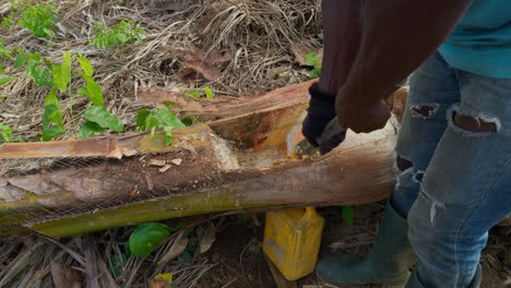 slow-motion-of-preparation-of-distilled-palm-wine-called-akpeteshi-or-burukutu-traditional-in-Ghana-Africa