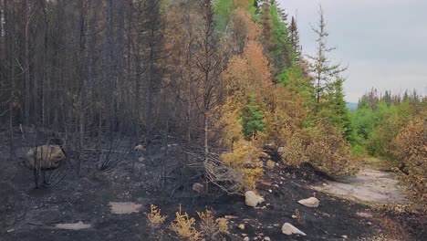 Burnt-trees-in-a-forest-after-a-devastating-wildfire